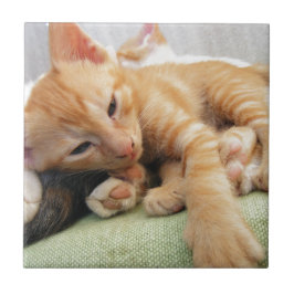 Niedlich Tiger Stripe Kitten Fliese