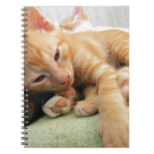 Niedlich Tiger Stripe Kitten Notizblock