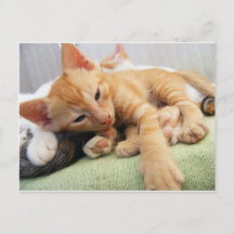 Niedlich Tiger Stripe Kitten
