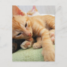Niedlich Tiger Stripe Kitten