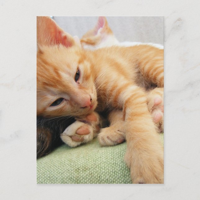 Niedlich Tiger Stripe Kitten Postkarte (Vorderseite)