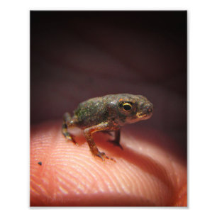 Niedlich Tiny Baby Toad / Kaulquappe Fotodruck