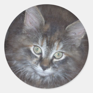 Niedlich Torbie Kitten Runder Aufkleber