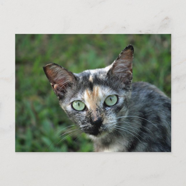 Niedlich Tortoiseshell Cat Foto Postkarte (Vorderseite)
