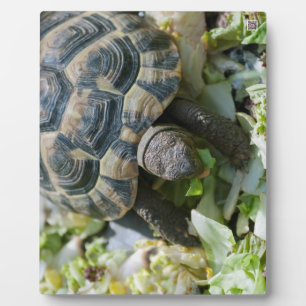 Niedlich Turtle Fotoplatte