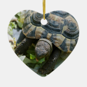 Niedlich Turtle Keramik Ornament