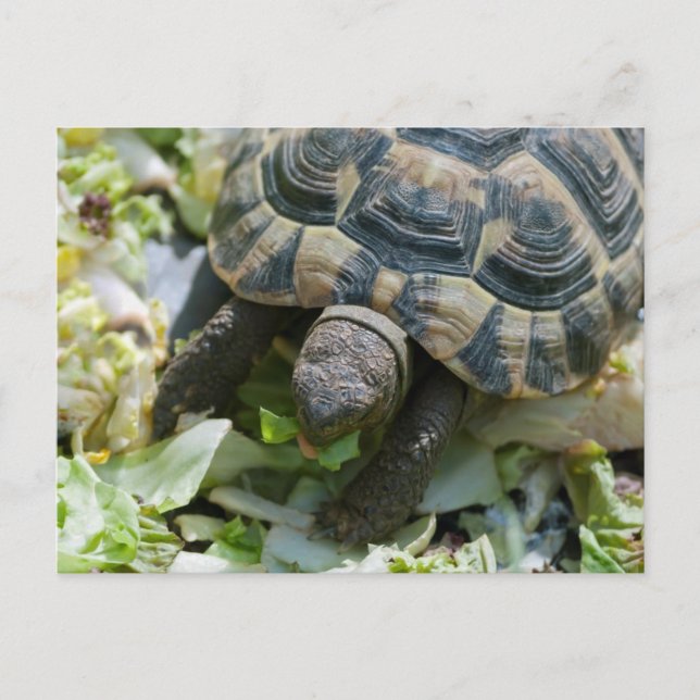 Niedlich Turtle Postkarte (Vorderseite)