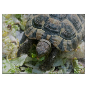 Niedlich Turtle Schneidebrett
