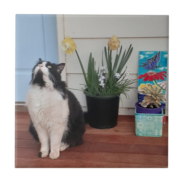 Niedlich Tuxedo Katzen Schwarz-weiße Katzen Blumen Fliese (Vorderseite)