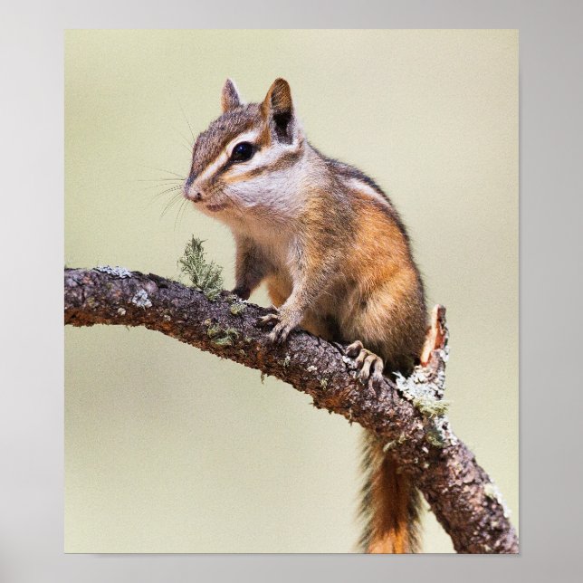 Niedlich und Chubby Chipmunk Poster (Vorne)