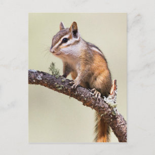 Niedlich und chubby chipmunk postkarte