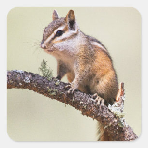 Niedlich und chubby chipmunk quadratischer aufkleber