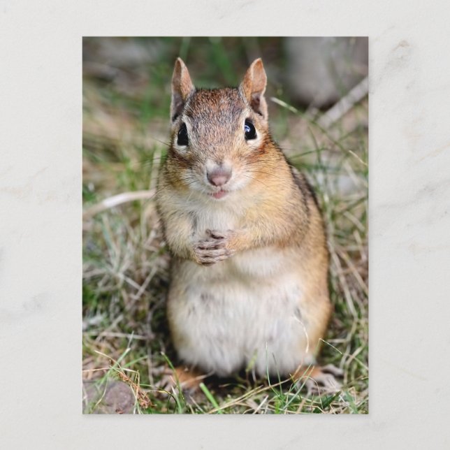 Niedlich und freundlich Chipmunk Postkarte (Vorderseite)