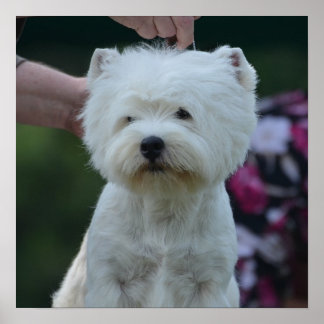 Niedlich West Highland White Terrier Poster