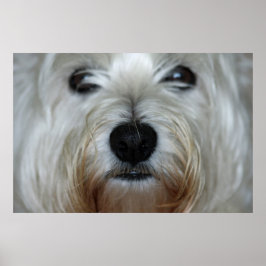 Niedlich Westie Canvas Print Poster