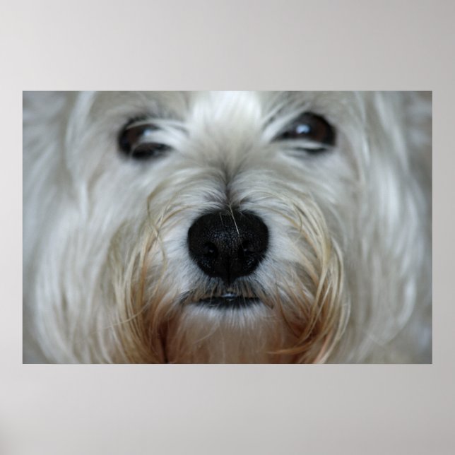 Niedlich Westie Canvas Print Poster (Vorne)