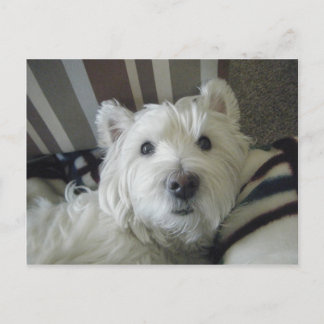 Niedlich Westie Face Foto Postkarte
