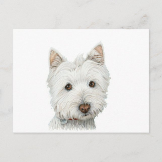 Niedlich Westie Hund Postkarte (Vorderseite)