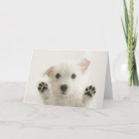 Niedlich Westie Puppy