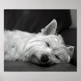 Niedlich Westie (West Highland Terrier) Hund Poster