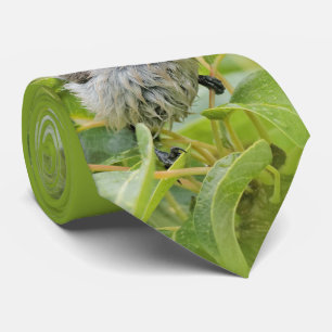 Niedlich Wet Wee Bushtit auf dem Laurel Krawatte
