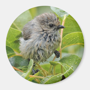 Niedlich Wet Wee Bushtit auf dem Laurel Magnet