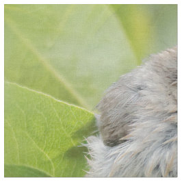 Niedlich Wet Wee Bushtit auf dem Laurel Stoff