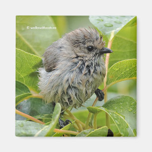 Niedlich Wet Young Bushtit Songbird auf dem Laurel Magnet