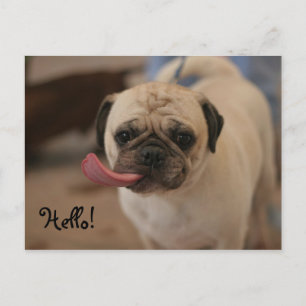Niedlich White Bulldog Hello Postcard Postkarte