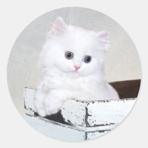 Niedlich White Persian Kitten Runder Aufkleber