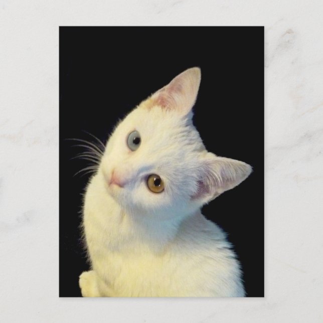 Niedlich White Turkish Van Kitten Postcard Postkarte (Vorderseite)