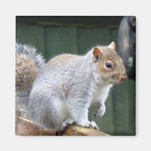 Niedlich Wild Gray Squirrel (UK) Magnet