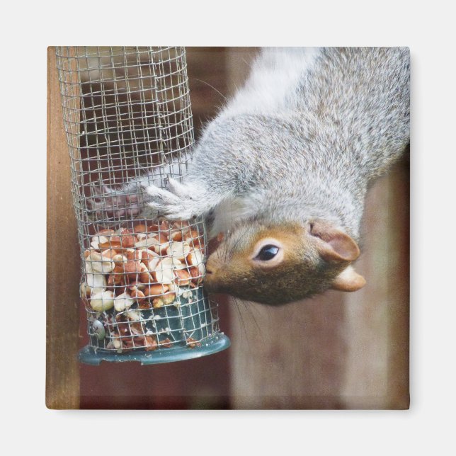 Niedlich Wild Gray Squirrel (UK) Magnet (Vorne)