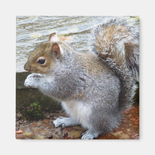 Niedlich Wild Gray Squirrel (UK) Magnet