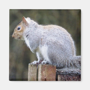 Niedlich Wild Gray Squirrel (UK) Magnet