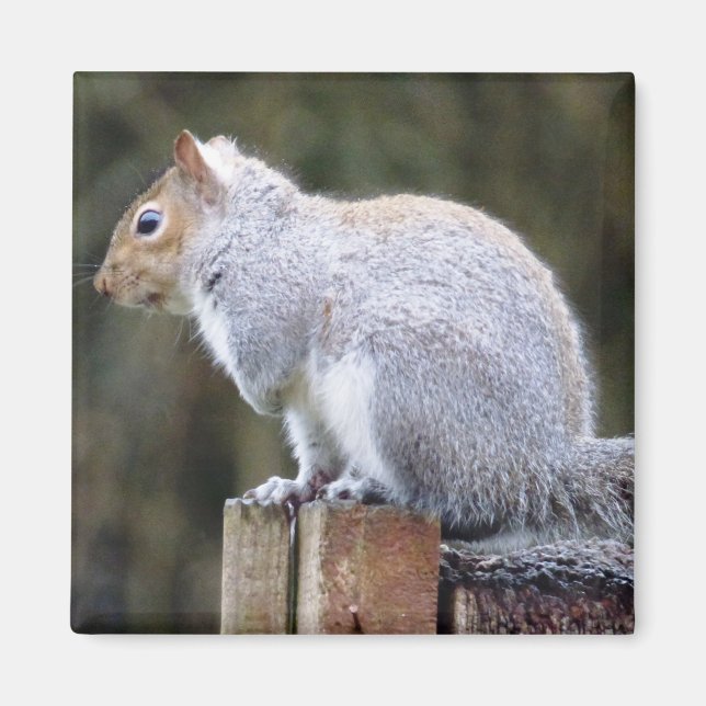 Niedlich Wild Gray Squirrel (UK) Magnet (Vorne)