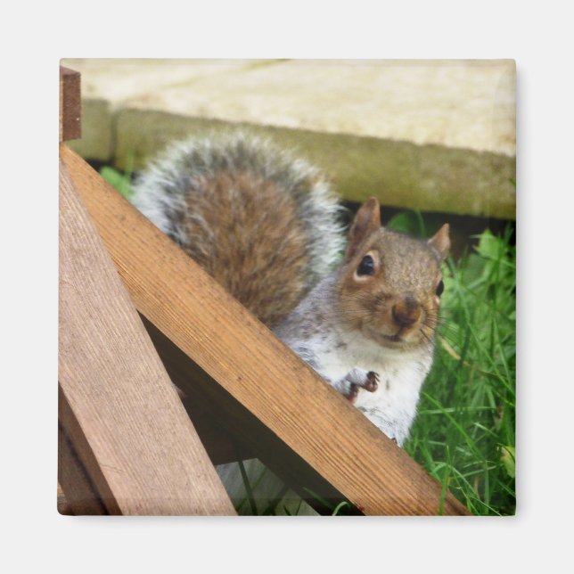 Niedlich Wild Gray Squirrel (UK) Magnet (Vorne)