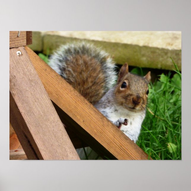 Niedlich Wild Gray Squirrel (UK) Poster (Vorne)