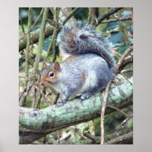 Niedlich Wild Gray Squirrel (UK) Poster
