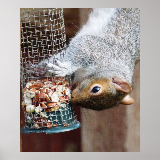 Niedlich Wild Gray Squirrel (UK) Poster (Vorne)