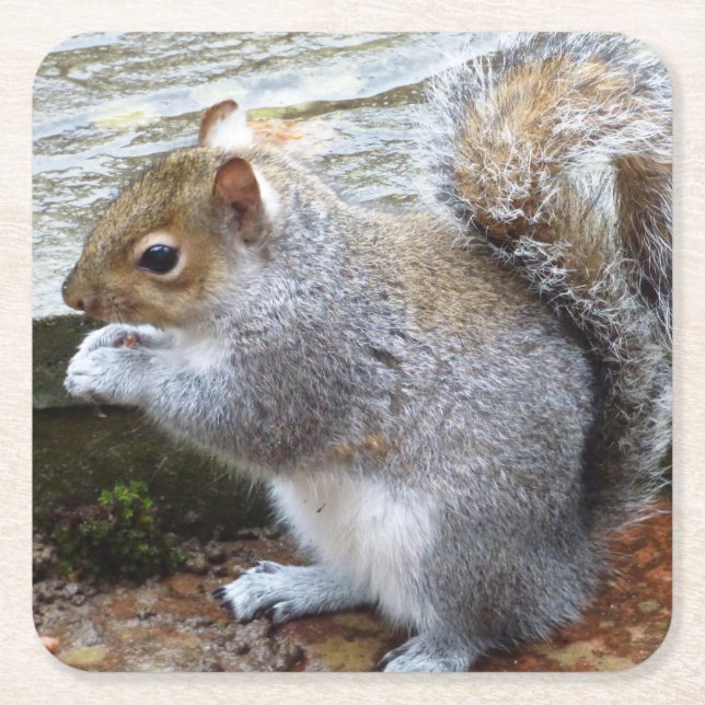 Niedlich Wild Gray Squirrel (UK) Rechteckiger Pappuntersetzer (Vorderseite)