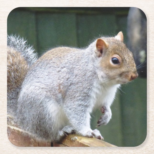 Niedlich Wild Gray Squirrel (UK) Rechteckiger Pappuntersetzer (Vorderseite)