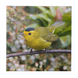 Niedlich Wilson's Warbler Songbird auf der Grapevi Fliese