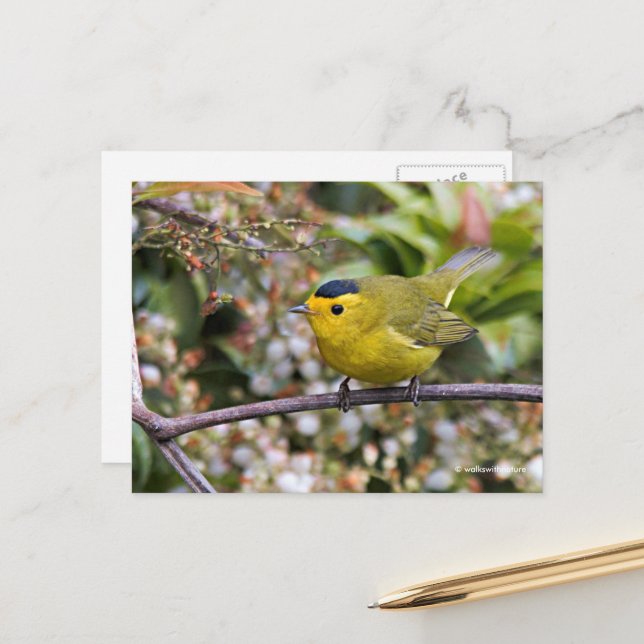 Niedlich Wilson's Warbler Songbird auf der Grapevi Postkarte (Vorderseite/Rückseite Beispiel)