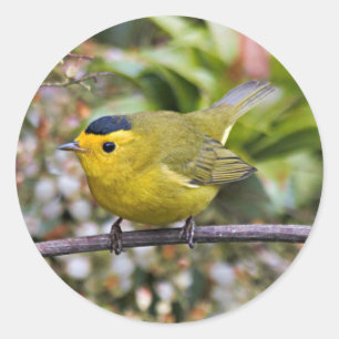 Niedlich Wilson's Warbler Songbird auf der Grapevi Runder Aufkleber