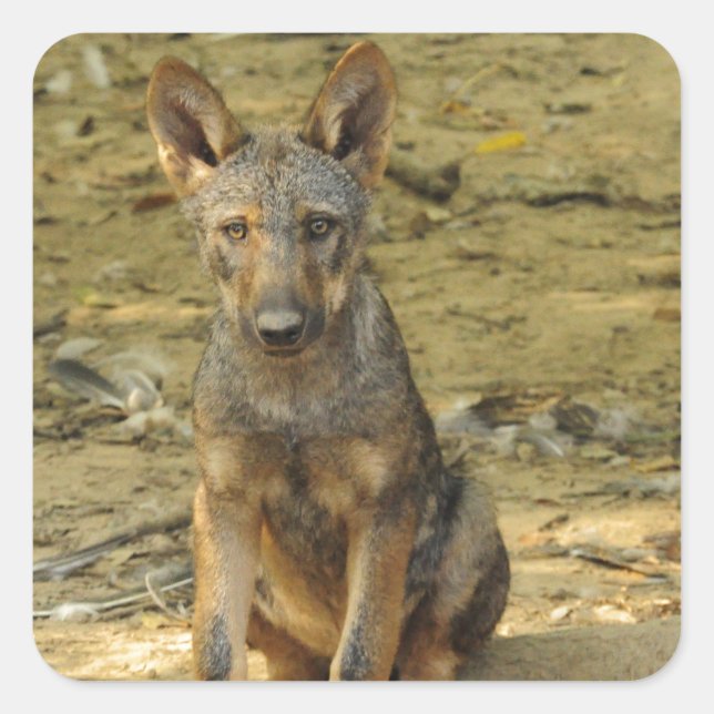 Niedlich Wolf Cub Quadratischer Aufkleber (Vorderseite)