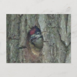 Niedlich Woodpecker Youngling DIY Postkarte