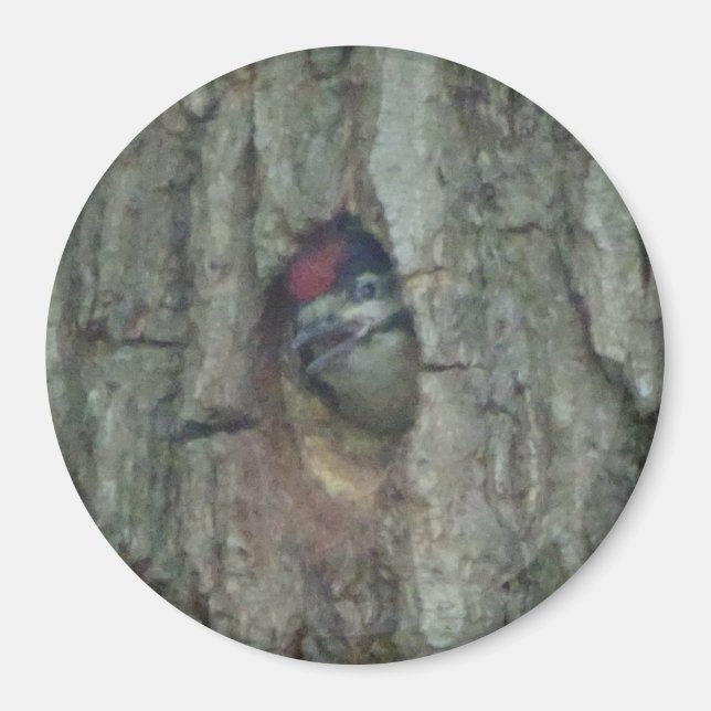 Niedlich Woodpecker Youngling Magnet (Vorne)