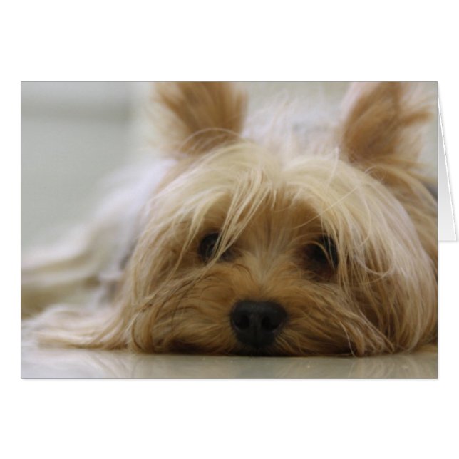 Niedlich Yorkie (Vorderseite (Horizontal))