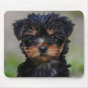 Niedlich Yorkie Puppy Mousepad